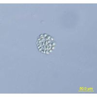 Snowella litoralis