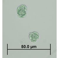 Snowella litoralis 