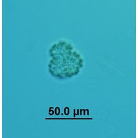 Snowella litoralis