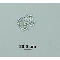 Snowella litoralis