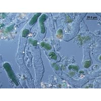 Solentia paulocellulare