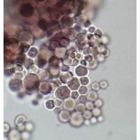 Stanieria sp.