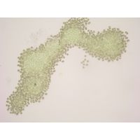 Synechocystis endobiotica