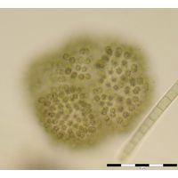 Woronichinia naegeliana
