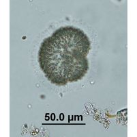Woronichinia naegeliana