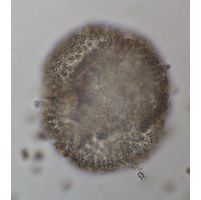 Woronichinia naegeliana
