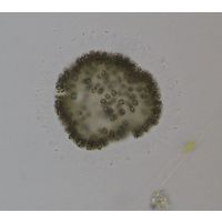 Woronichinia naegeliana