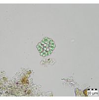 Woronichinia ruzickae