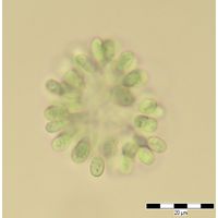 Woronichinia ruzickae