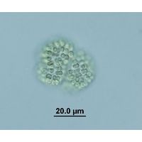 Woronichinia ruzickae