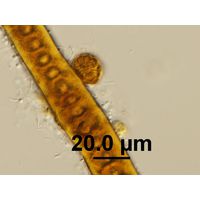 Xenotholos