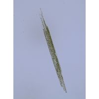 Aphanizomenon flos-aque
