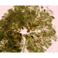 Capsosira brebissonii