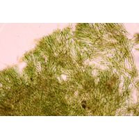 Capsosira brebissonii