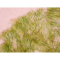 Capsosira brebissonii