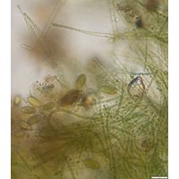 Cylindrospermum stagnale