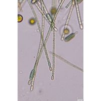 Cylindrospermum stagnale