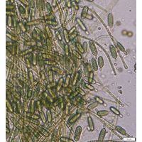 Cylindrospermum stagnale
