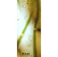 Nodularia spumigena var. maior