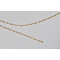 Nodularia spumigena