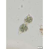 Nostoc