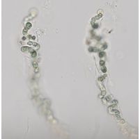 Nostoc