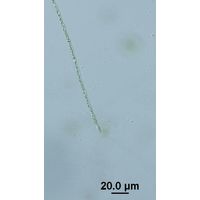 Raphidiopsis raciborski