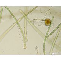 Tolypothrix sp.