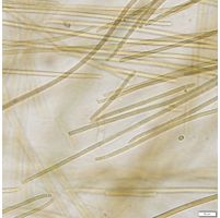 Anagnostidinema amphibium 
