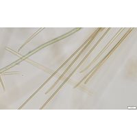 Anagnostidinema amphibium