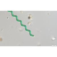 Arthrospira jenneri