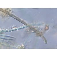 Kamptonema formosum