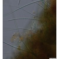 Leptolyngbya valderiana