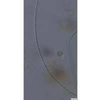 Leptolyngbya valderiana