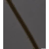 Limnoraphis hieronymusi