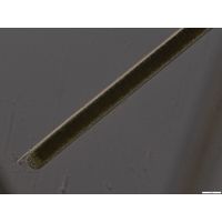 Limnoraphis hieronymusi