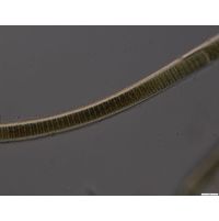 Limnoraphis hieronymusi
