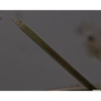 Limnoraphis hieronymusi