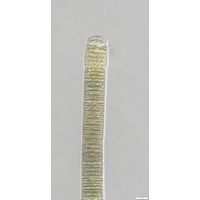 Oscillatoria sancta