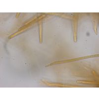 Phormidium beggiatiformis