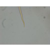 Phormidium beggiatiformis