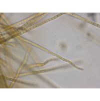 Phormidium beggiatiformis