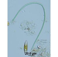 Phormidium formosum