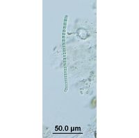 Phormidium formosum