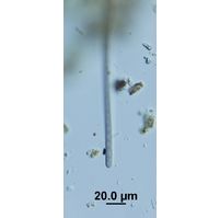 Phormidium lividum