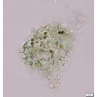 Pseudanabaena mucicola