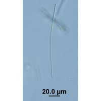 Pseudanabaena frigida