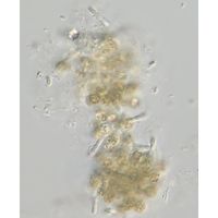 Pseudanabaena mucicola