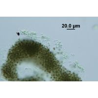 Pseudanabaena mucicola