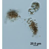 Pseudanabaena mucicola